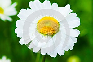 Daisy petals