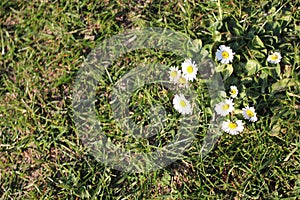 Daisy photography. White petals and yellow stamens. Grass in background.