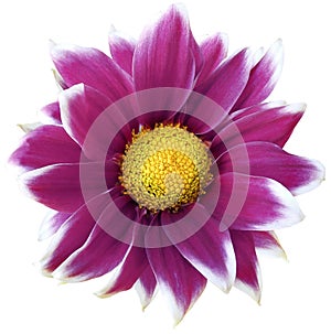 Daisy pink.. Flower on isolated white background with clipping path without shadows. Close-up. For design.