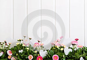 Daisy pink spring time flowers on white wooden background