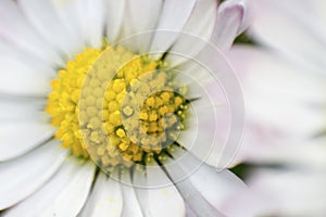 Daisy pistil