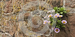 A Daisy Plant Growing in a Stone Wall