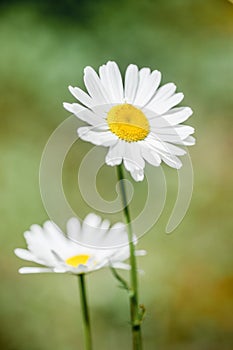 Daisy Portrait with Bokeh