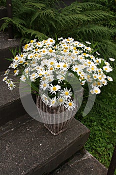 Daisy pot on stairs