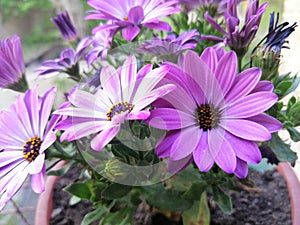 Daisy purple and pimk flower