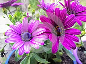 Daisy purple and pimk flower