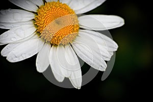 daisy with raindrops