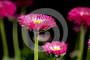 Daisy red Bellis flowers on a black background