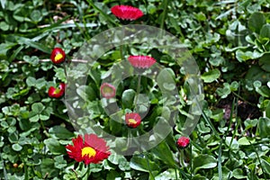 Daisy. Red Daisy flowers in spring on a meadow in green grass in nature. Marguerite flowers. Floral pattern. Coin flower. Spring.