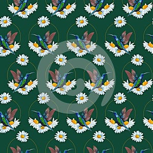Daisy round frame and birds, seamless pattern