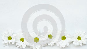 Daisy white herbera flower composition nature photo