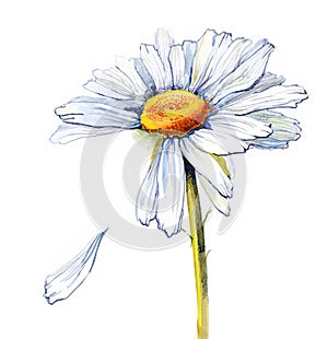 Daisy (series C)