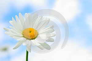 Daisy in sky