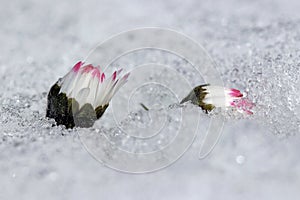 Daisy in the snow