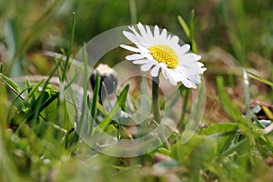 A daisy in the spring