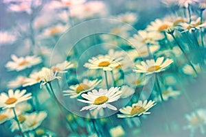 Daisy - Spring daisy