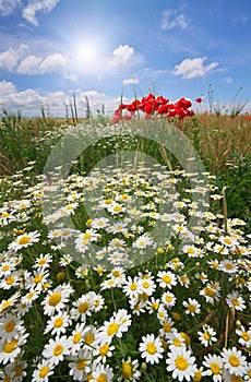 Daisy spring meadow.