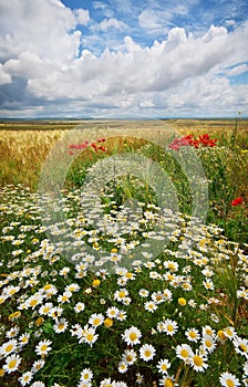 Daisy spring meadow.