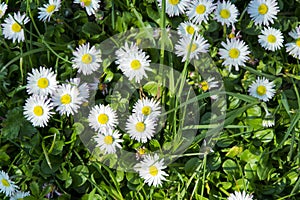 Daisy spring meadow flower