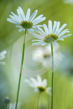 Daisy spring white wild flower