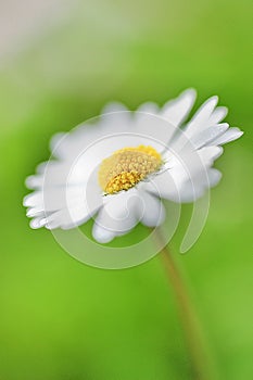 Daisy - Stokrotka