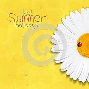 Daisy summer flower. Chamomile. Best Summer holidays