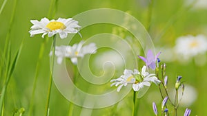 Daisy swaying in wind. Field of white daisies in the wind swaying. Spring meadow. Close up.