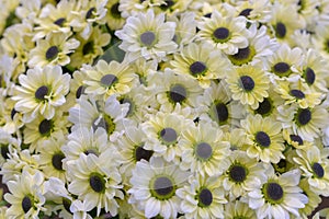 Daisy texture. Group of Chamomile flower heads. background. bouquet of beautiful daisies flowers, close up