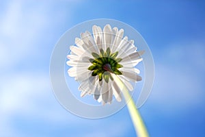 Daisy under blue sky