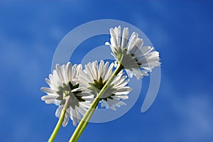 Daisy under blue sky