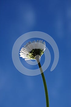 Daisy under blue sky