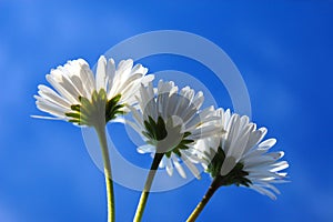 Daisy under blue sky