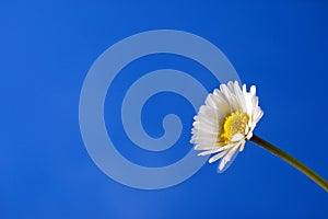 Daisy under blue spring sky