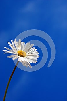 Daisy under blue spring sky