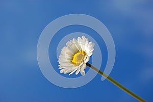 Daisy under blue spring sky