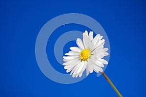Daisy under blue spring sky