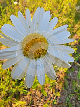 Daisy upclose in the sun