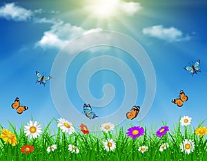 Daisy vector background summer design