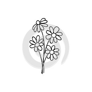 Daisy. Vector illustration in doodle style. Isolate on a white background