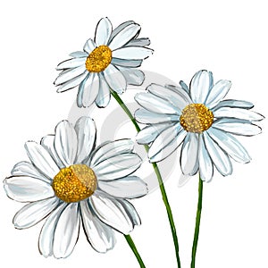 Daisy vector illustration hand drawn painted