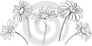 Daisy in a vector style isolated.