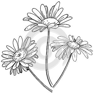 Daisy in a vector style isolated.