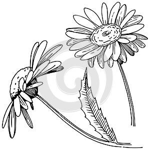 Daisy in a vector style isolated.