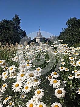 A daisy view of Chaumont sur Loire