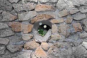 Daisy in hole of a wall