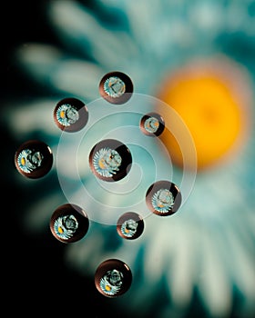 Daisy water drop reflections