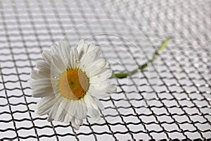 Daisy with water drops on a mat of metal wire meshLeucanthemum vulgare