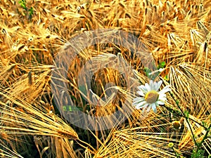 Daisy in a Wheat Field