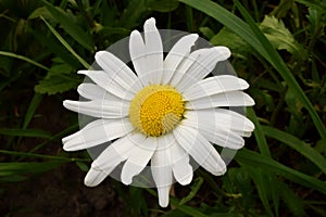 Daisy wheel