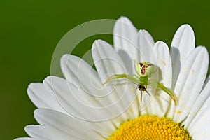 daisy on which sits a green crab spider